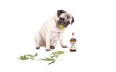 CBD – Cats, Bats and Dogs… Why CBD can be beneficial for your pet!
