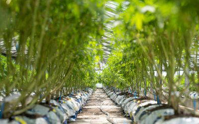 How Bioengineering Will Improve the Cannabis Industry